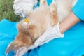 The veterinarian feeding medicine to rabbit by syringe.