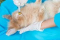 The veterinarian feeding medicine to rabbit by syringe