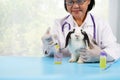 Veterinarian feeding medicine to young adorable rabbit with copy space