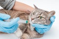 veterinarian feeds the cat using a syringe. Concept of nursing a sick animal or food and vitamin supplements in the feed