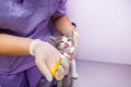 The veterinarian feeds the cat using a syringe