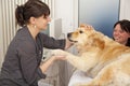 Veterinarian fondling golden retriever