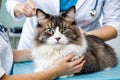 Veterinarian gently holds the affectionate cat in his hands, standing calmly against the backdrop of the procedure table Royalty Free Stock Photo