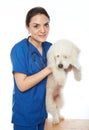 Veterinarian girl with white dog Royalty Free Stock Photo
