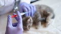 Veterinarian gives injection to kitten in veterinary clinic.