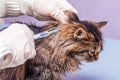 A veterinarian gives a injection to a sick cat. Treatment of domestic animals_