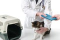 Veterinarian giving cat health record Royalty Free Stock Photo