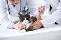 Veterinarian giving injection to a cat