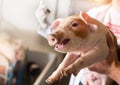 Veterinarian giving injection to piglet Royalty Free Stock Photo
