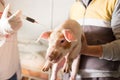 Veterinarian giving injection to piglet Royalty Free Stock Photo