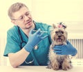 Veterinarian giving an injection to Yorkshire Terrier dog