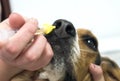 Veterinarian giving intranasal bordetella kennel cough vaccine to Beagle