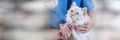 Veterinarian giving medication to a beautiful sacred cat of burma. panoramic banner