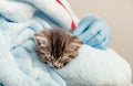 Veterinarian in gloves listening with stethoscope cat`s heartbeat, tabby kitten. Little ill baby cat on blue plaid. Veterinary Royalty Free Stock Photo