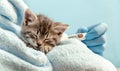 Veterinarian in gloves measures the temperature to cat, tabby kitten, Little ill baby cat on blue plaid. Veterinary clinic and Royalty Free Stock Photo