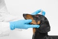 Veterinarian hand dripping swollen red eyes dog. Procedures in veterinary clinic