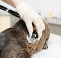 Veterinarian hand examining a cat with stethoscope