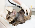 Veterinarian hand examining a devn rex cat with stethoscope