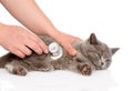 Veterinarian hand examining a kitten. isolated on white