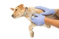 Veterinarian hand examining a puppy