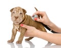 Veterinarian hand examining a sharpei puppy dog