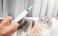 Veterinarian hand with syringe and cat close up photo