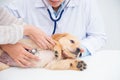 Veterinarian hands checking dog by stethoscope