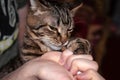 veterinarian hands giving grug cute brown tabby cat holding with paws syringe