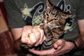 Veterinarian hands giving grug cute brown tabby cat holding with paws syringe