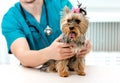 Veterinarian hands holding Yorkshire Terrier dog on examination table