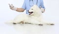 Veterinarian hands makes an injection to the dog on table in vet