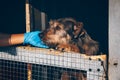 Veterinarian hands stroking old homeless dog in animal shelter. Volunteers help Ukrainian pets.