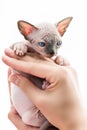 Veterinarian hands tenderly holding kitten Canadian Sphynx on white background Royalty Free Stock Photo