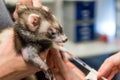 Veterinarian heal patient ferret