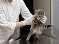 Veterinarian holding cat