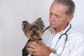 Veterinarian holding dog, Yorkshire Terrier