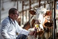 Veterinarian holding ear tag applicator for cows in stable Royalty Free Stock Photo