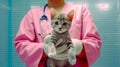 Veterinarian holding a kitten in his hands. Selective focus.