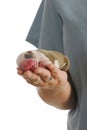 Veterinarian holding newborn puppy Royalty Free Stock Photo
