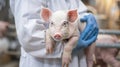 The veterinarian holding piglet. AI generated Royalty Free Stock Photo