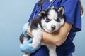 Veterinarian holding Siberian Husky puppy Royalty Free Stock Photo