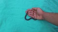 Veterinarian holding a snake. Blind snake is a non venomous; It looks like a worm worm snake Snake in wild nature, reptile exoti