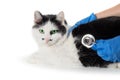 Veterinarian holding stethoscope and check up a Siamese cat stomach that lies on white table. Examination health of pet Royalty Free Stock Photo