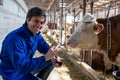 Veterinarian holding syringe in front of cows in stable