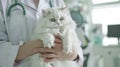 The veterinarian holding cat..AI generated image Royalty Free Stock Photo