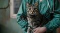 The veterinarian holds cat.AI generated image Royalty Free Stock Photo