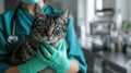 The cat at the vet.AI generated image Royalty Free Stock Photo