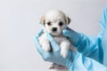 A veterinarian holds a small puppy in his hands 1