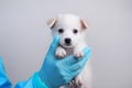 A veterinarian holds a small puppy in his hands