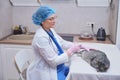 A veterinarian in a home kitchen injects a medicine with a syringe to a domestic cat